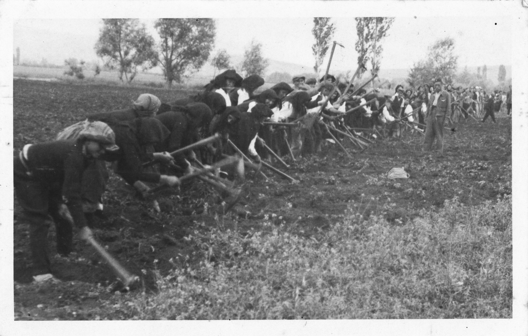 Radna akcija u Livnu 1945. godine – Historijski muzej BiH, Zbirka fotografija, Fond OSI, inv. br. 3313